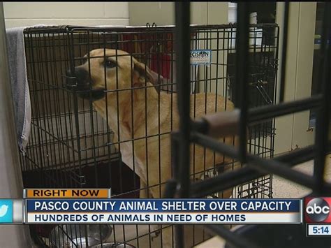 Pasco county animal shelter - With more adoptable pets than ever, we have an urgent need for pet adopters. Search for dogs, cats, and other available pets for adoption near you. ... Animal Shelters & Rescues; Other Types of Pets; About Dogs & Puppies. All About Dogs & Puppies; Dog Adoption; Dog Breeds; Feeding Your Dog; Dog Behavior; Dog Health & Wellness; Dog Training;